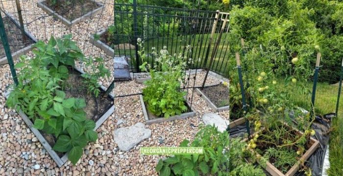How We Made a Thriving Garden with Minibeds on Plastic