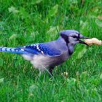 The Mystery Plague That Is Killing Countless Birds In 9 States And Washington D.C. Has Gotten A Lot Worse