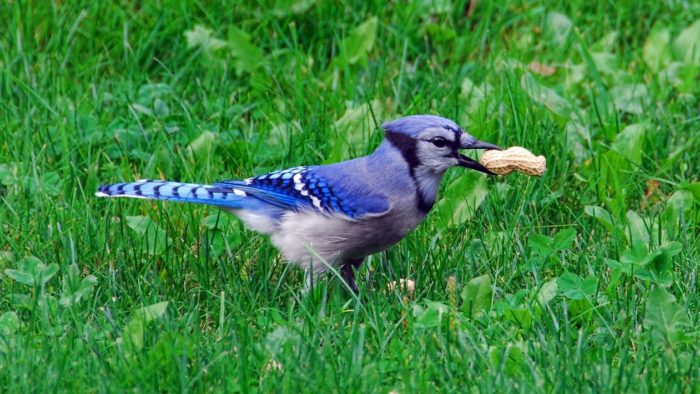 The Mystery Plague That Is Killing Countless Birds In 9 States And Washington D.C. Has Gotten A Lot Worse