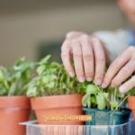 How to Grow an Indoor Garden