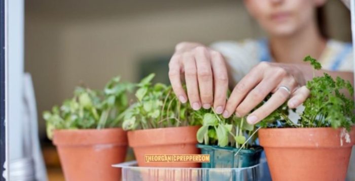 How to Grow an Indoor Garden