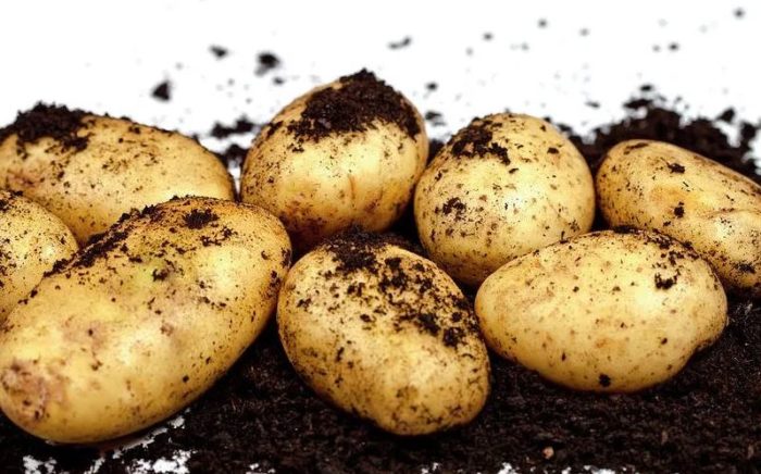 Grow Your Own Potatoes