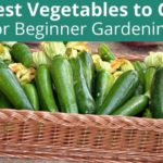 10 Vegetables For Beginner Gardeners To Grow