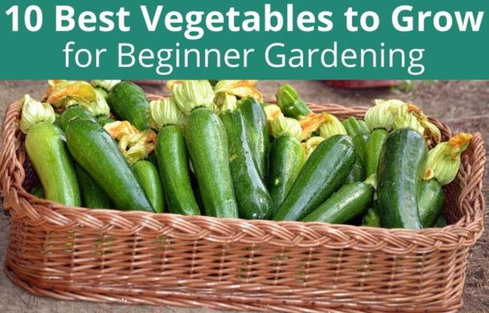 10 Vegetables For Beginner Gardeners To Grow