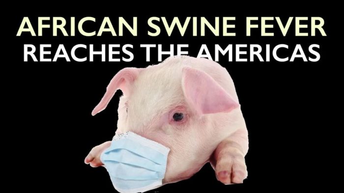 African Swine Fever reaches Americas — Threatens #1 Pork Exporter, USA
