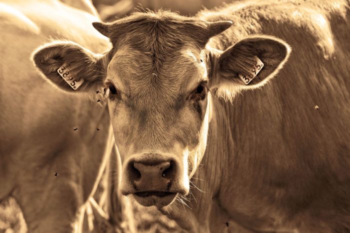 And So It Begins – Thousands Of Cattle Are Literally Dropping Dead From Starvation In Northern Mexico