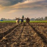 “I haven’t seen anything like this”: U.S. Wheat Farmer Woes, Decimated Corn Crops, no Feed for Livestock — What Will We Eat?
