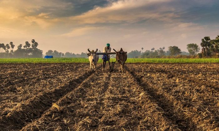 “I haven’t seen anything like this”: U.S. Wheat Farmer Woes, Decimated Corn Crops, no Feed for Livestock — What Will We Eat?