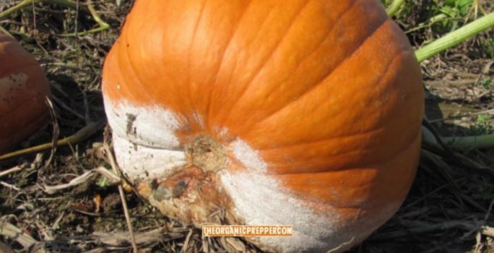 More Food Shortages? Phytophthora Fungus Infects Vegetable Gardens Across the Country