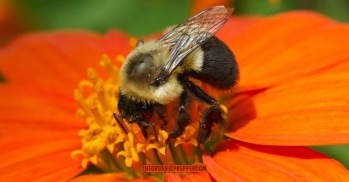 Pollinators, the 4 Biggest Threats They Face, and Why You Should Care