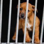 Australian Town Council Sparks Outrage After Killing Rescue Dogs To Prevent Covid Spread