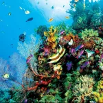 “Record-High” Coral Coverage across the Great Barrier Reef: Claims of Impending Extinction Proven False