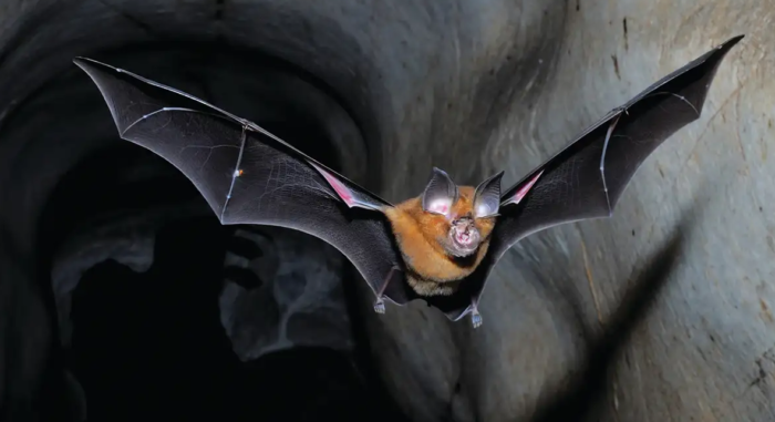 Wuhan Scientists Planned To Release “Chimeric Covid Spike Proteins” Into Bat Populations Using “Skin-Penetrating Nanoparticles”