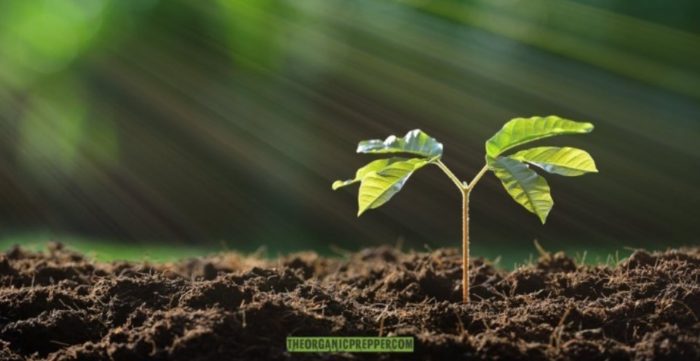 Here’s the Dirt on Healthy Garden Soil