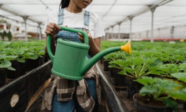 Vaccines in Your Salad? Scientists Growing Medicine-filled Plants to Replace Injections