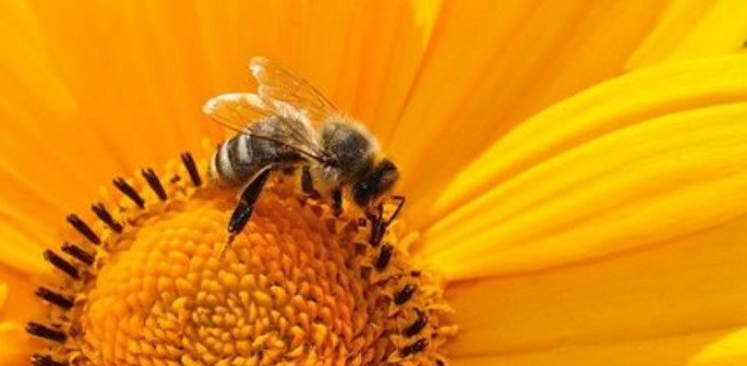 5G/EMF/RF News Update, Tighter Standards Needed For Humans and Bees: Updates from Italy, Australia, the European Union, and Shacktown