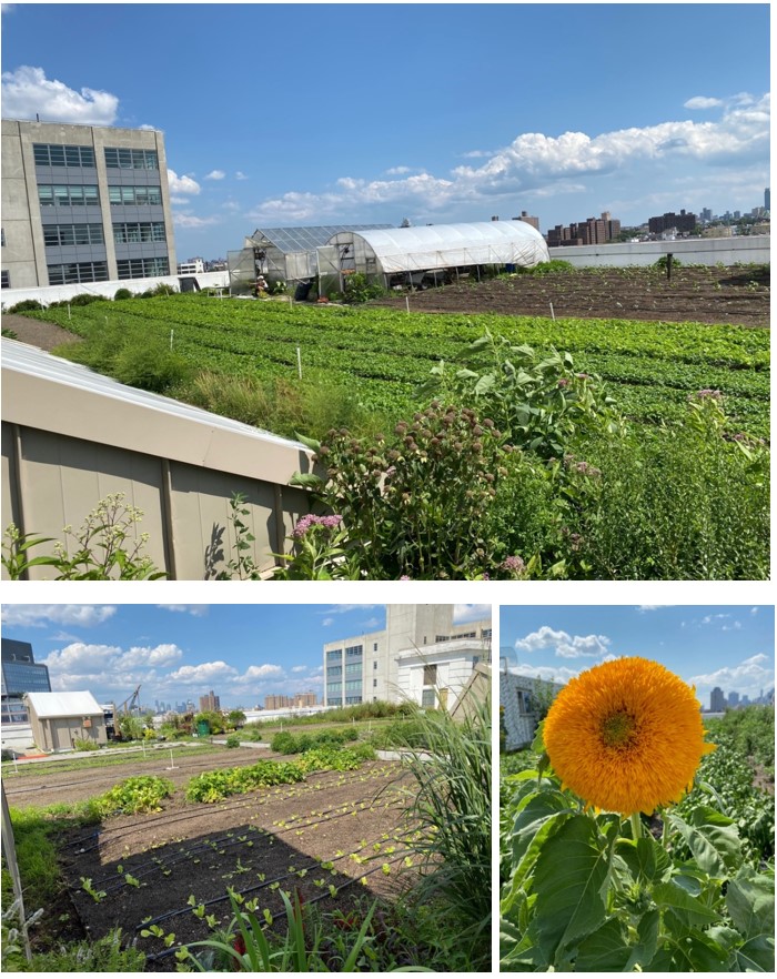 Brooklyn Grange: World’s Largest Rooftop Farm Bg-3