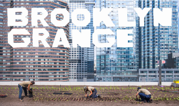 Brooklyn Grange: World’s Largest Rooftop Farm Bg