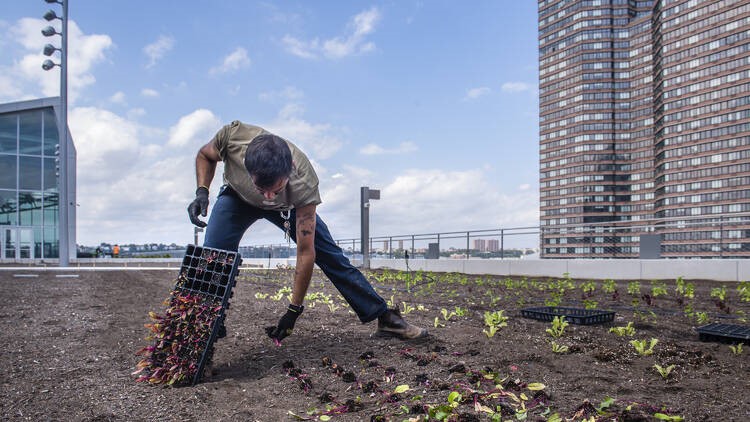 Brooklyn Grange: World’s Largest Rooftop Farm Bg5