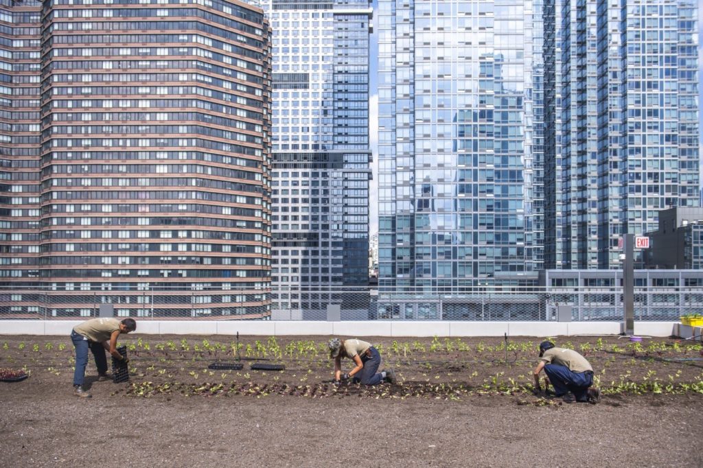 Brooklyn Grange: World’s Largest Rooftop Farm Bg6-1024x682