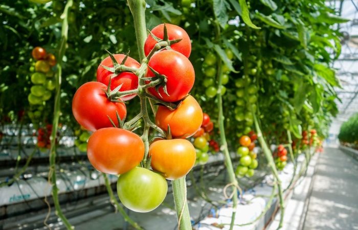 Dutch Greenhouses Go Dark As Energy Crisis Worsens; Food Inflation Fears Mount For Europe