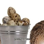 Coturnix Quail: Livestock for Small Space Self-Reliance