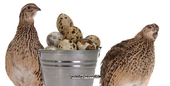 Coturnix Quail: Livestock for Small Space Self-Reliance