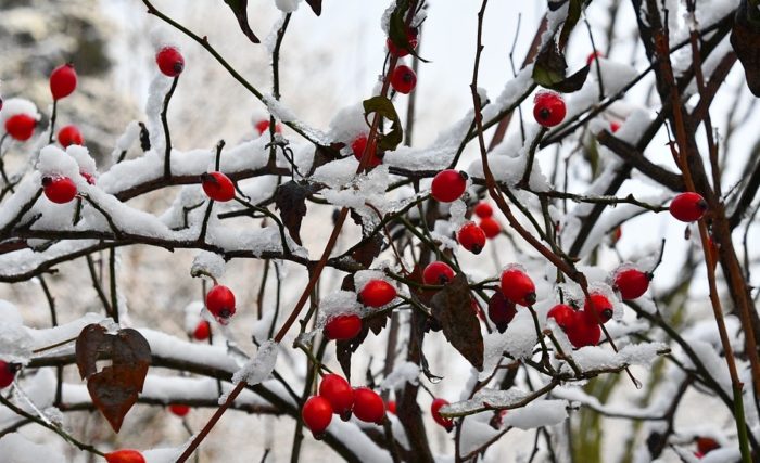 How To Collect Wild Rosehips