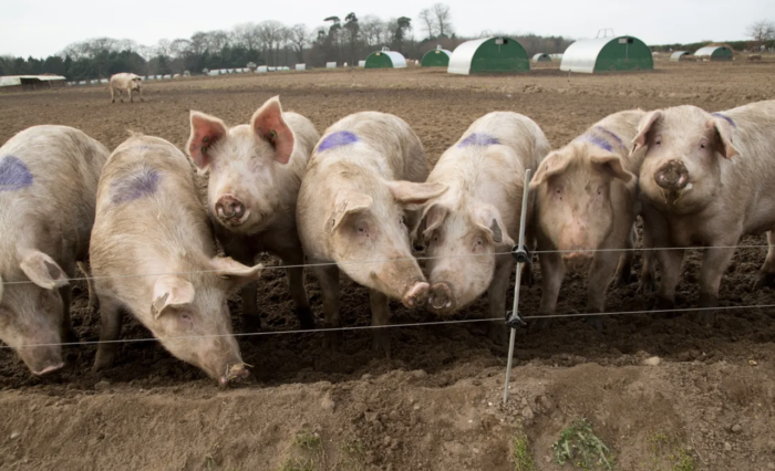 “Running Out Of Space” — UK Farmers To Cull 120,000 Pigs Amid Labor Shortages At Slaughterhouses