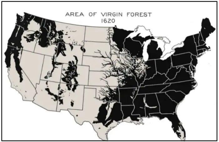 How Ancient Trees Created America