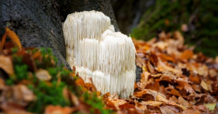 Lion’s Mane: Shaggy Fungi for Your Brain and Neuronal Health