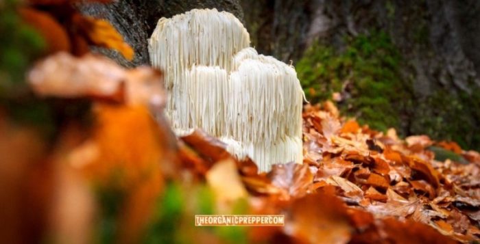 How to Make Your Own Zero-Waste Mushroom Tincture