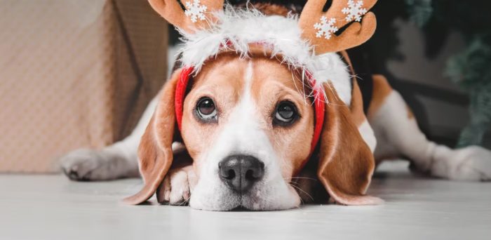 Christmas can be Hazardous for Pets – Here’s What to Look Out For