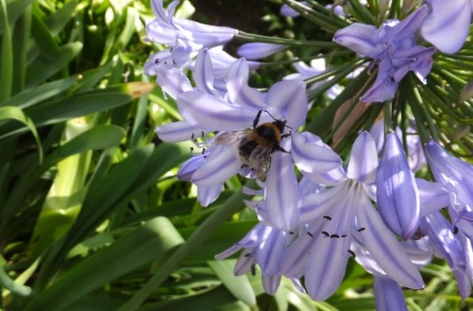 Urban Gardens are a Dependable Food Source for Pollinators Through the Year, Study Suggests