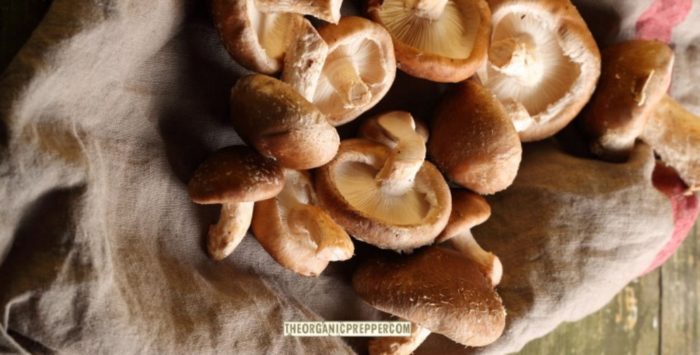 Easy Shiitake and Lion’s Mane Mushroom Production