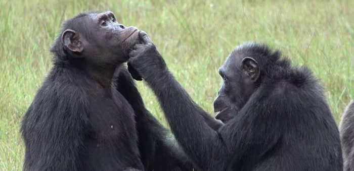 Chimpanzees Rub Insects On Open Wounds – New Research Suggests Treating Others May Not Be Uniquely Human