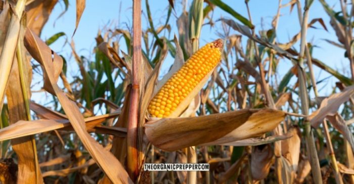 The Russian Fertilizer Export Ban is Going to Hit Your Wallet HARD