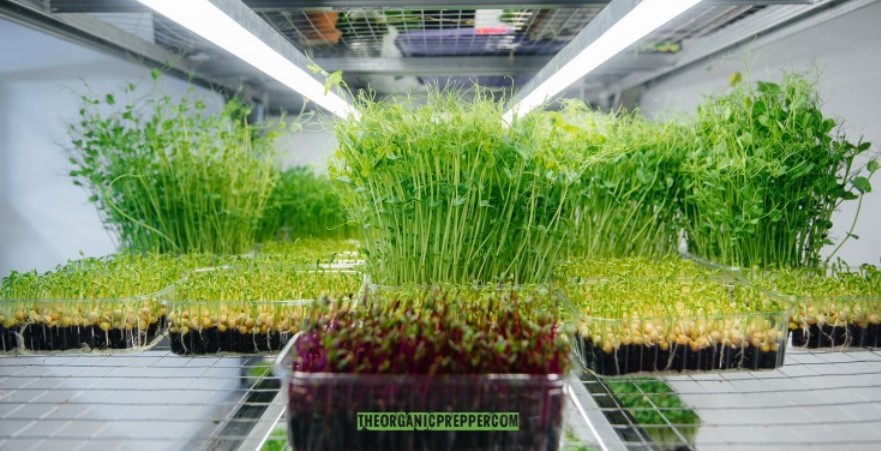 Growing Greens and Micro-greens Indoors Microgreens