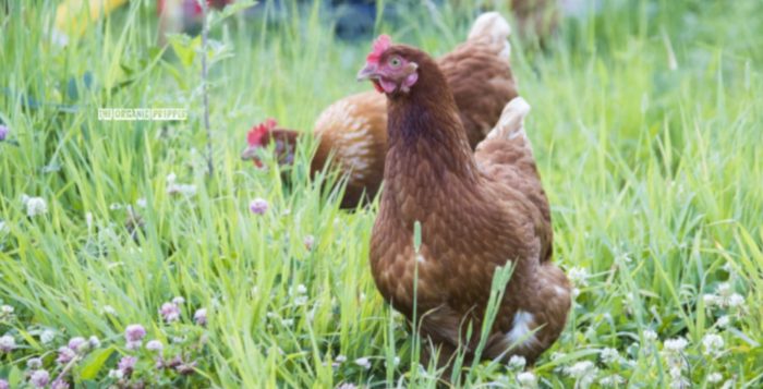 Was a “Highly Pathogenic Avian Influenza” Ravaging the Food Supply on Your 2022 Doomsday Bingo Card?