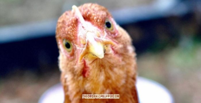 What Did People Feed Their Chickens Before Commercial Chicken Feed?