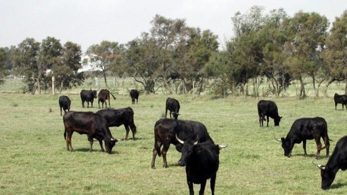 Genetically Modified Cattle Coming To A Plate Near You
