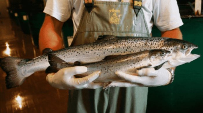 Genetically Modified Fish Being Challenged By FOIA Request