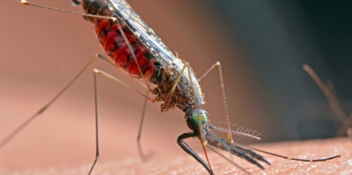 Billions of Genetically Engineered Mosquitoes Set to Be Released in California, Florida