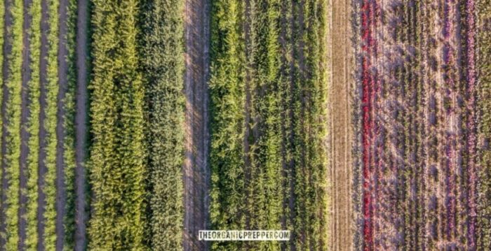 Intercropping Is the Key to a Food-Laden Garden