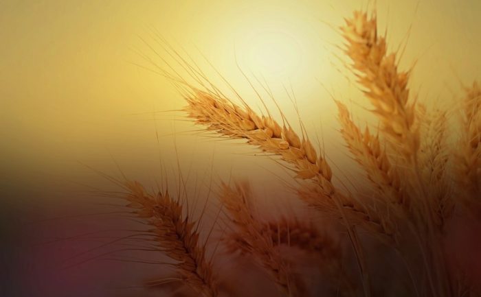 Russia May Ban Wheat, Rye, Barley And Corn Exports Until June 30
