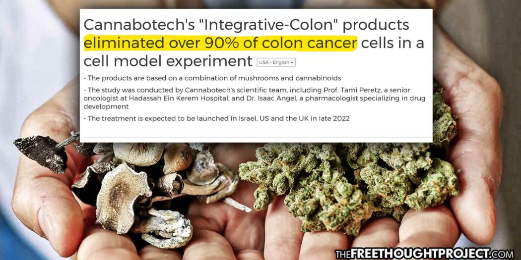 Researchers Discover Cannabis-Mushroom Combination that “Kills Over 90% of Colon Cancer Cells” Cannashrooms-1050x525-1