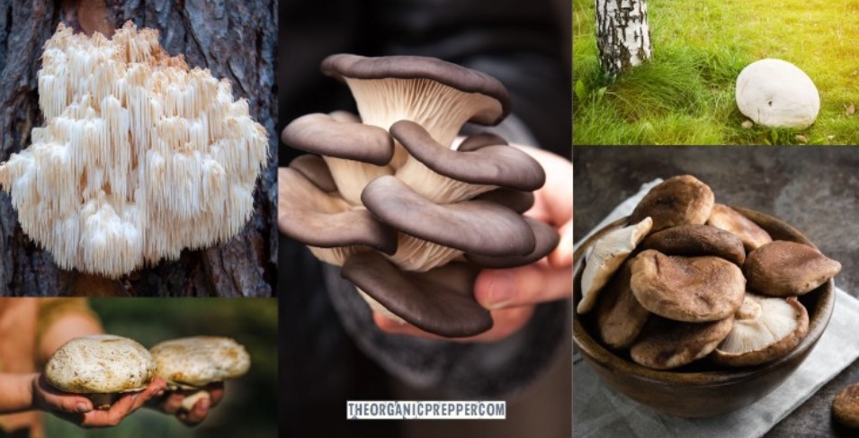 The Prepper’s Guide to Medicinal Mushrooms Medshrooms