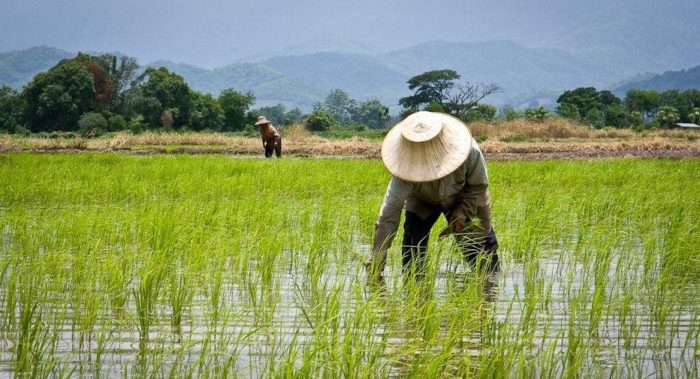 Global Rice Production Set To Plunge 10%, May Trigger Full-Blown Food Crisis