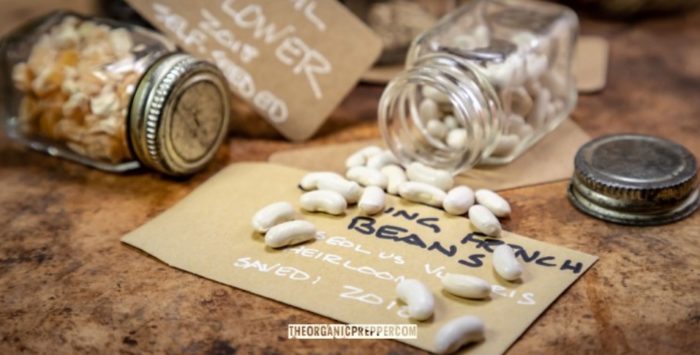 Start Your Own Seed Bank: How to Beat the Food Killers at Their Own Game