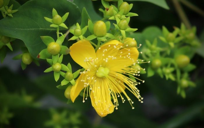 The Benefits of St. John’s Wort